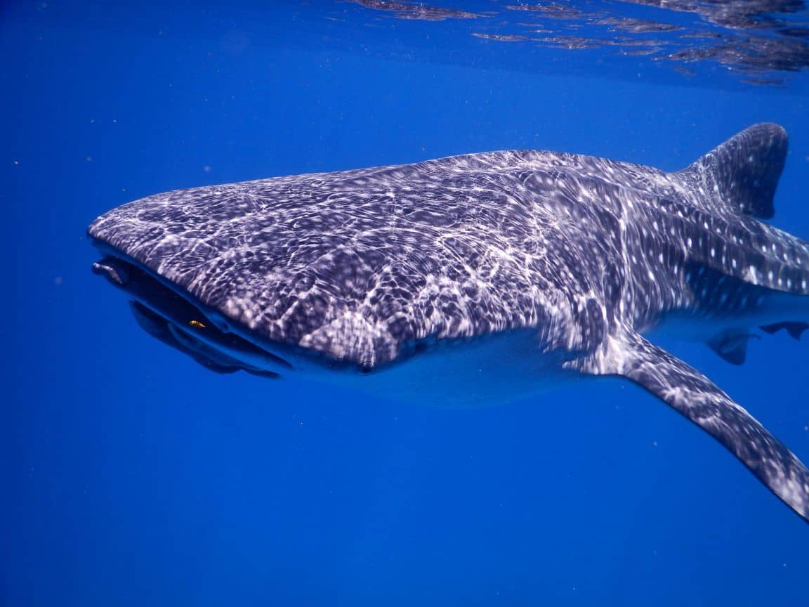 whale shark, one of Coiba's regular visitors