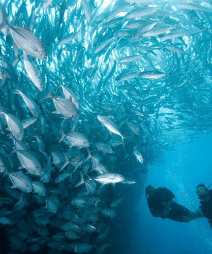 Scuba Coiba Diving school of fish jacks