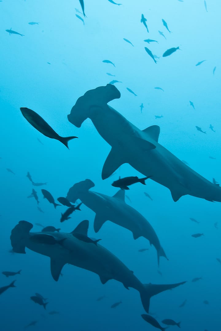 diving with hammerhead sharks