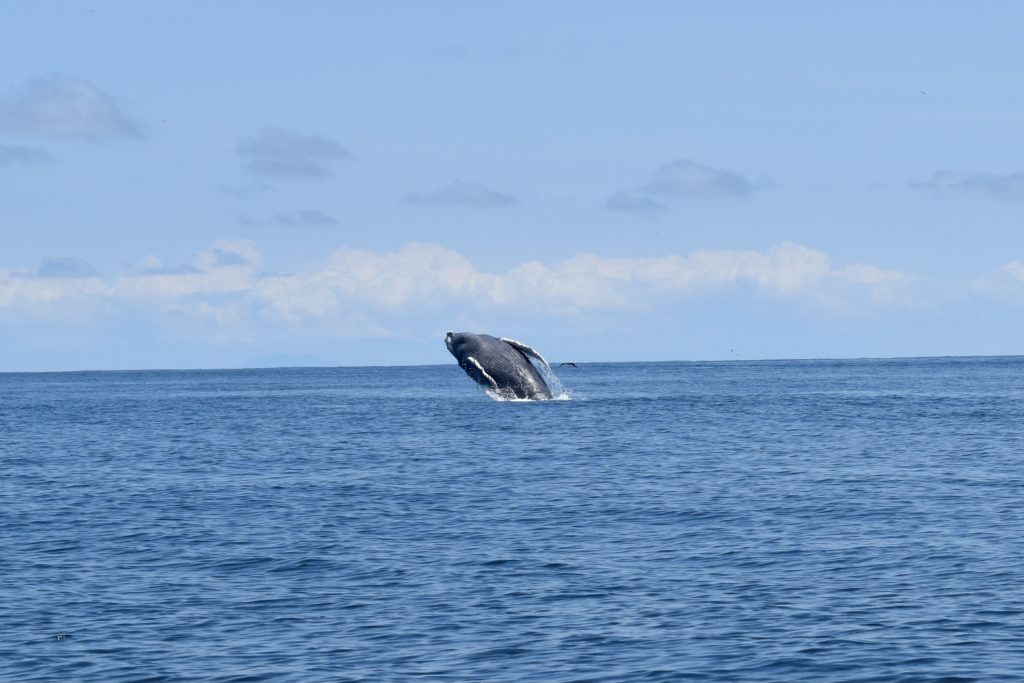 Humpback whale (c) Candy Real