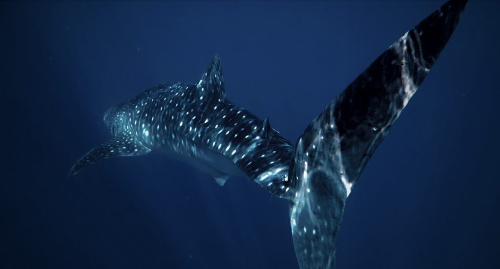 Whale shark (c) Candy Real