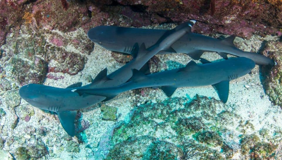 Whitetip Reef sharks